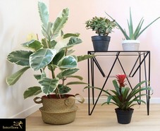 Jeu Interflora : Gagnez votre plante d’intérieur !