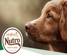 350 packs gratuits de croquettes chiens Nutro Grain Free
